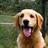 Regal Canine Coaching Logo